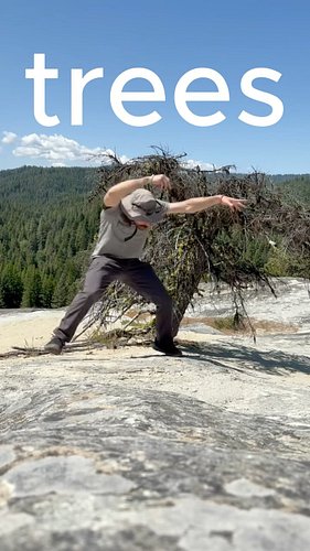some fun trees I've found lately! <3 
New educational video dropping on Wednesday you feral animals