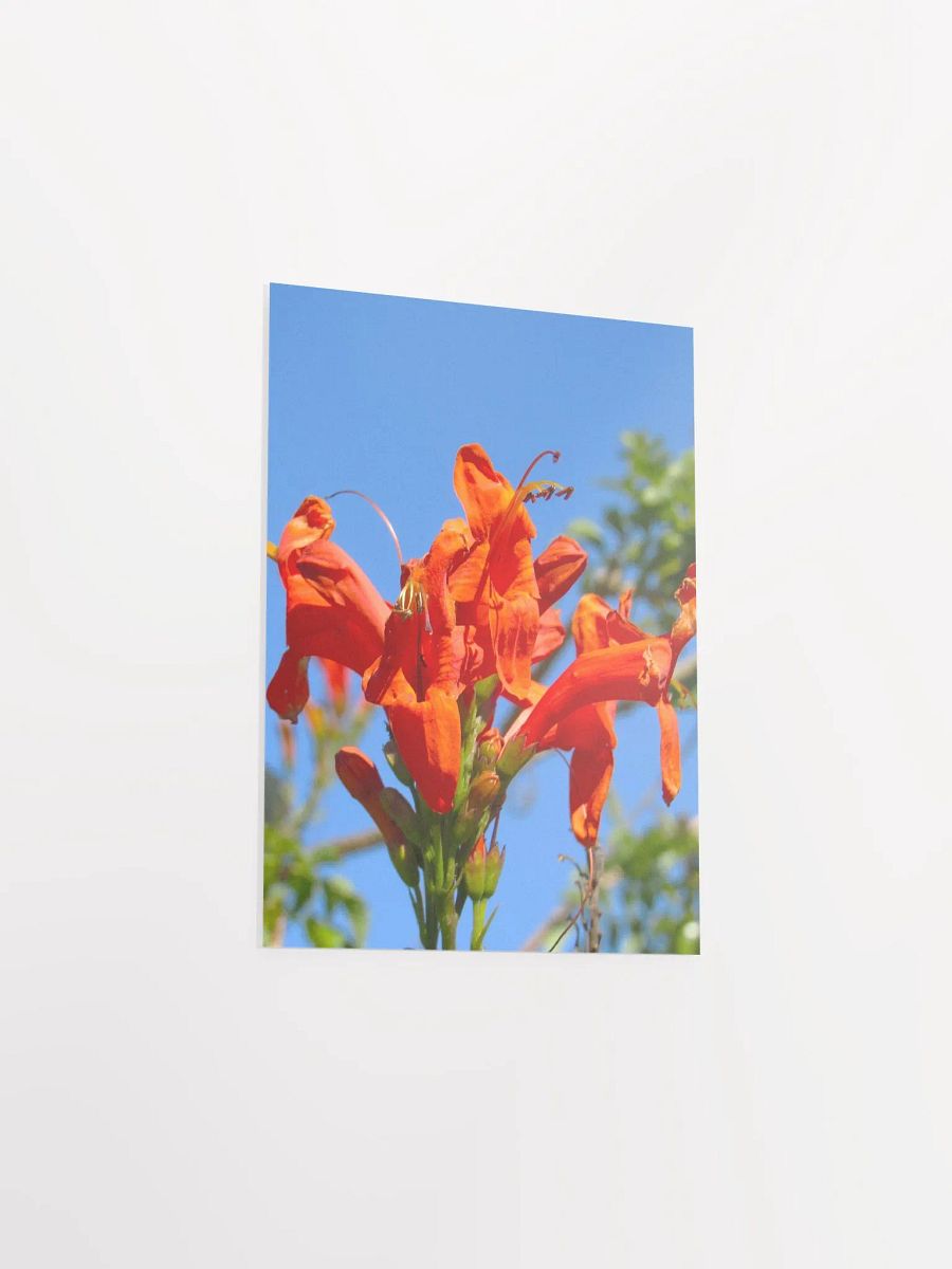 Cape Honeysuckle product image (34)