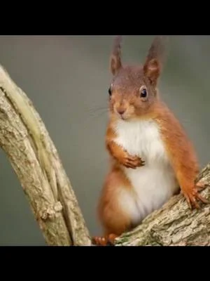 #nature #squirrel #video #art #music 