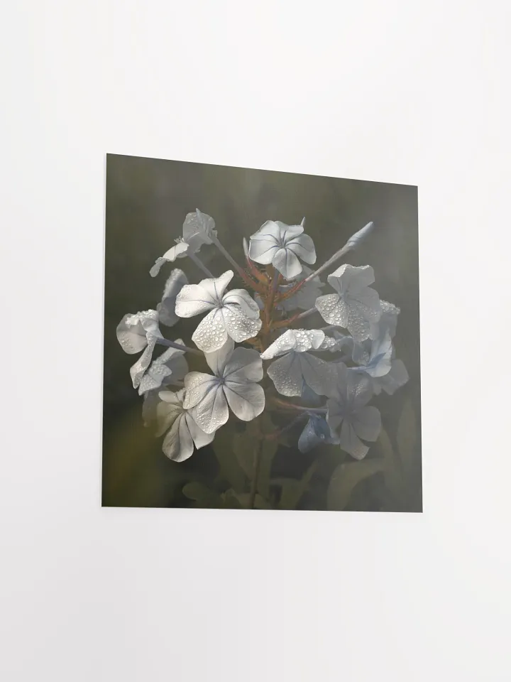 Plumbago after the Rain product image (2)