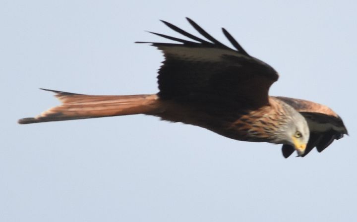 Red Kite product image (1)