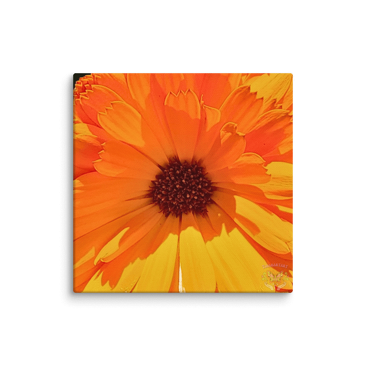 Calendula Bloom Canvas product image (7)