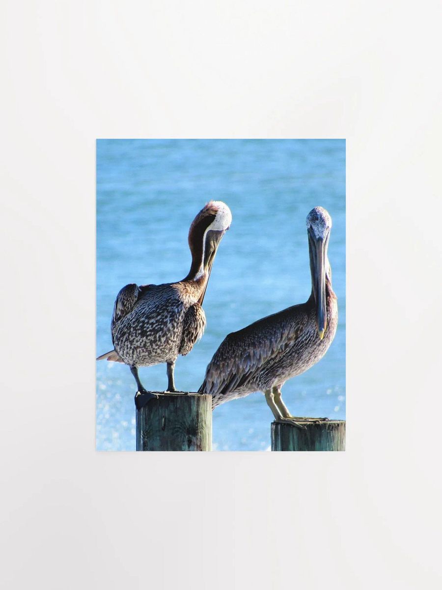 Pelicans product image (8)
