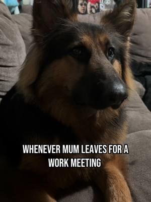 diabolical 😒  #dogsoftiktok #germanshepherd #gsd 
