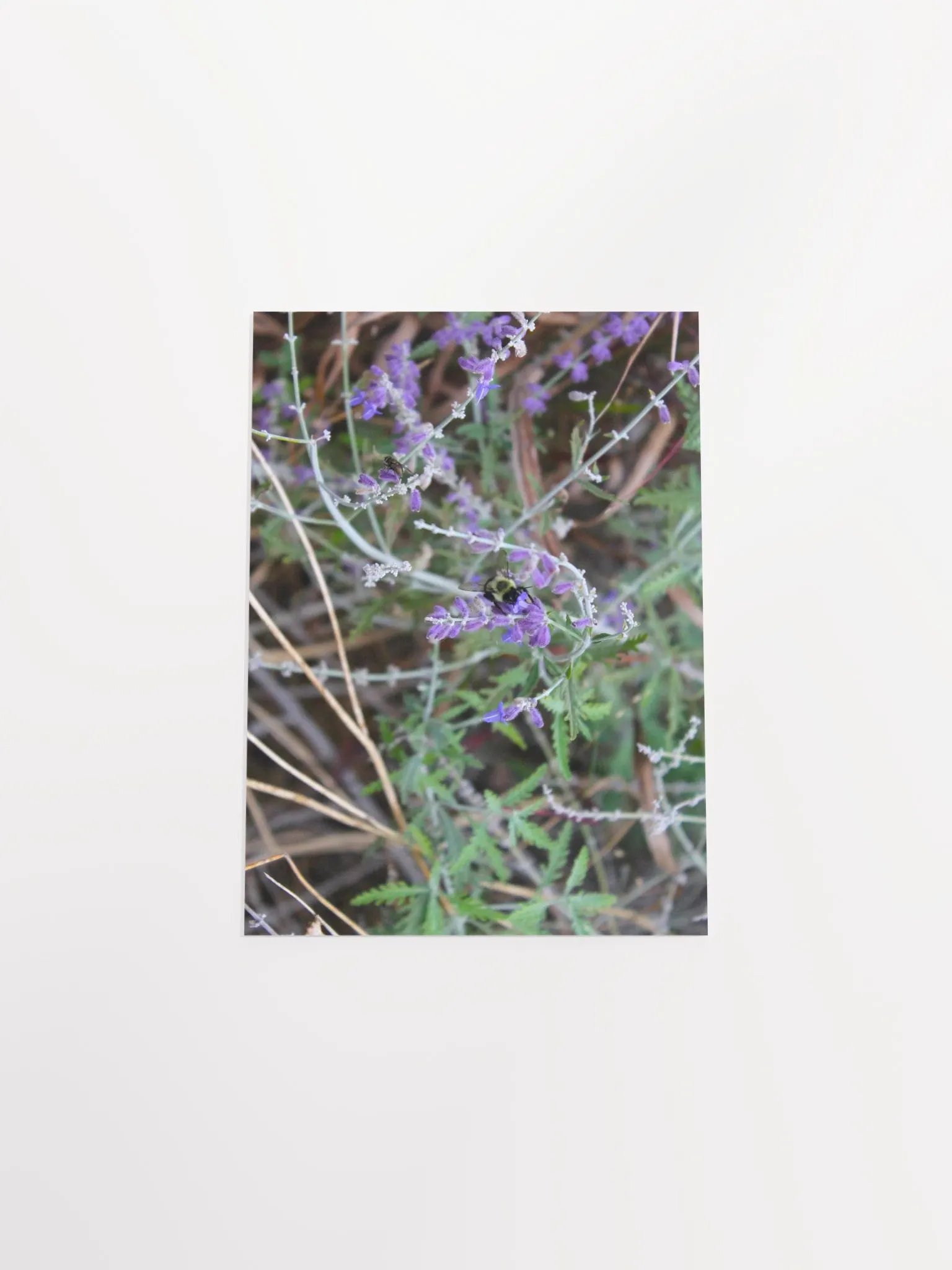 A Study in Flowers 4 product image (45)