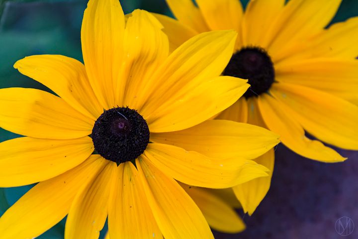 Sunflowers Print product image (1)