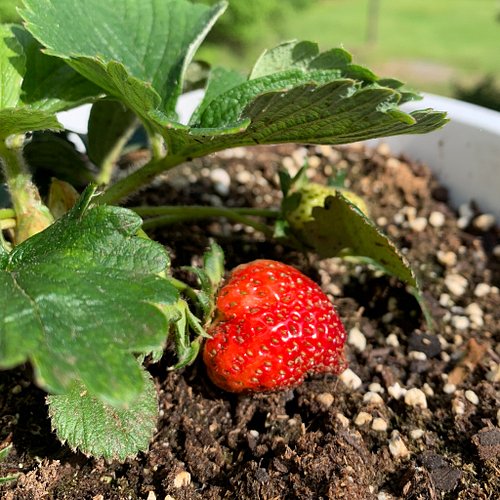 🌿🍓🌸 Good morning all! What's everyone up to on this Wednesday... and it's the last day of April, at that? Wow!

I don't know ...