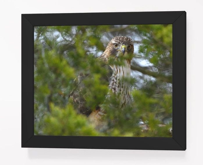 Vigilant Red Tail product image (1)