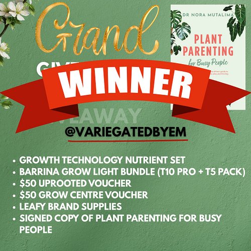 We have a winner!! Congratulations @variegatedbyem

Thank you to all who took part. I have had so much fun hosting the giveaw...