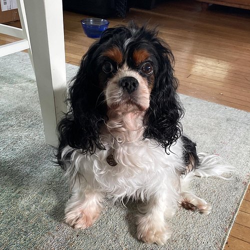 My little shabby man is 12 today and it feels like such a feat: earlier this year in January when he was diagnosed with yet a...