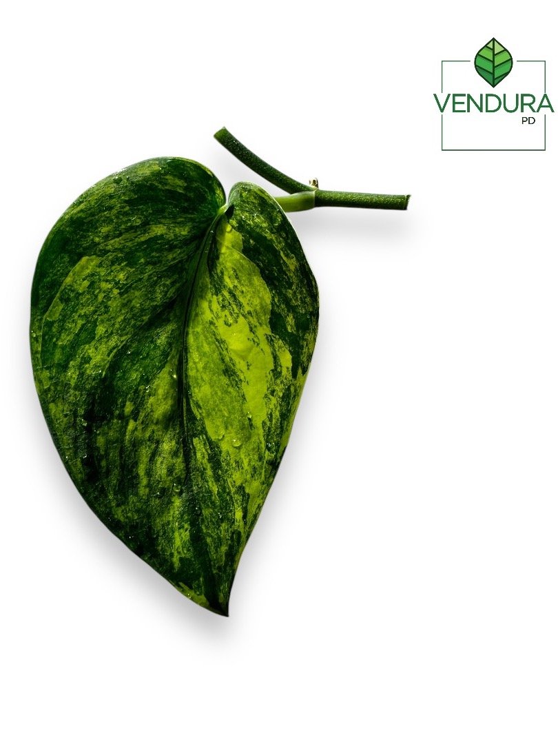 Scindapsus Jade Satin Aurea product image (3)