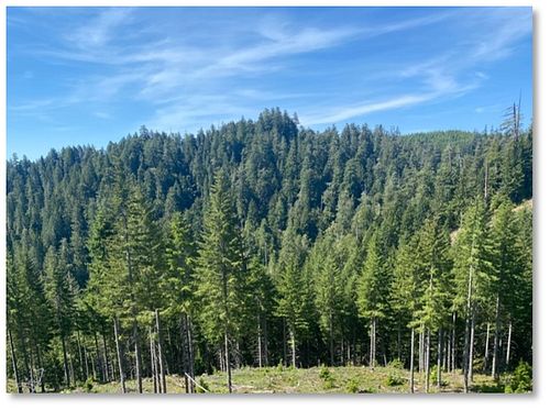 Forestry Friday: Developing Forest Structure

An even-aged Western Hemlock stand on O&C moist forest lands in the BLM Coos Ba...