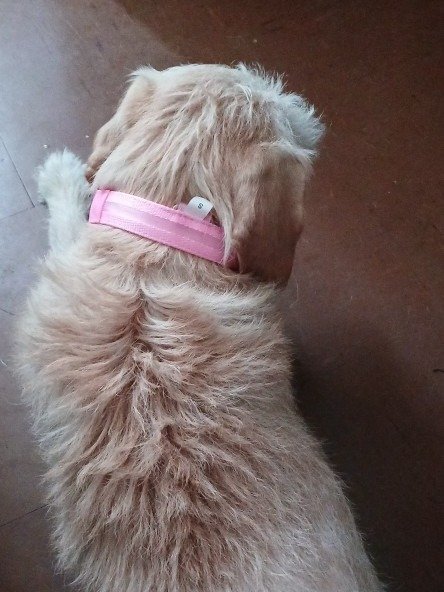 LED Rechargable Pet Collar product image (9)