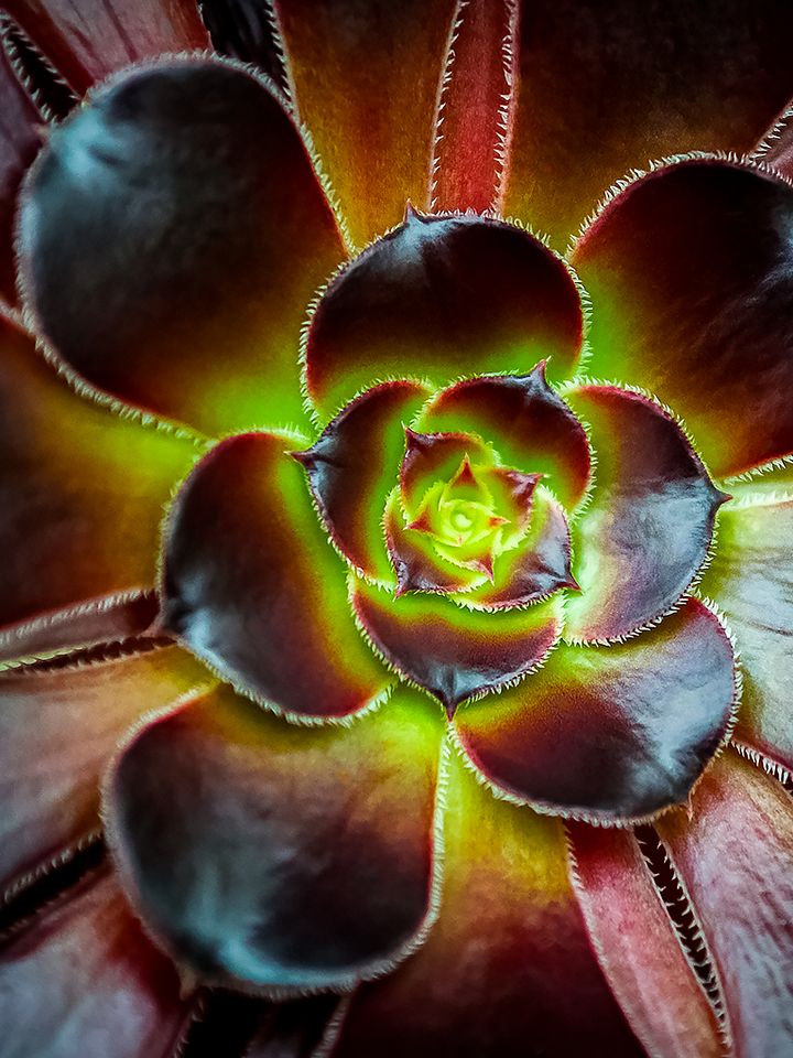 Black Rose Aeonium product image (1)