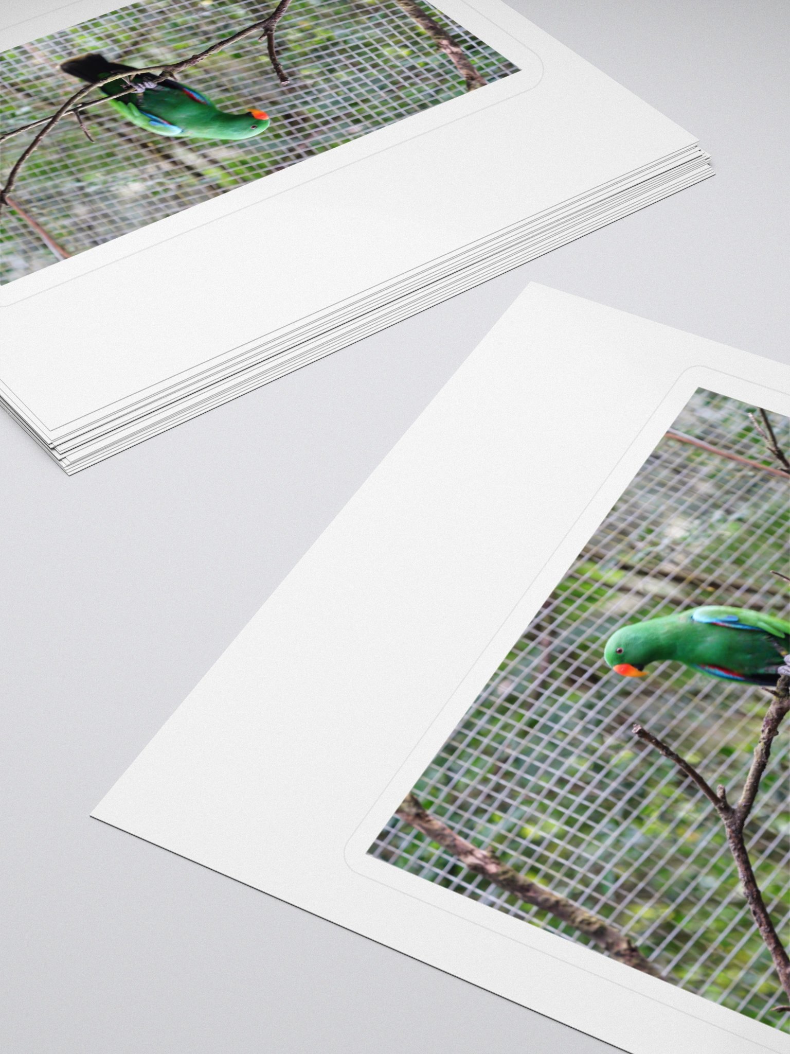 Vibrant Parrot Kiss Cut Stickers product image (4)