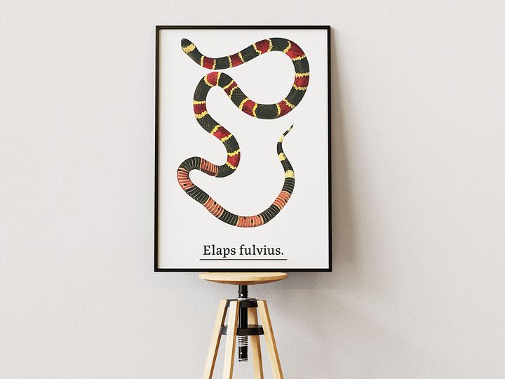 Elaps fulvius. product image (1)