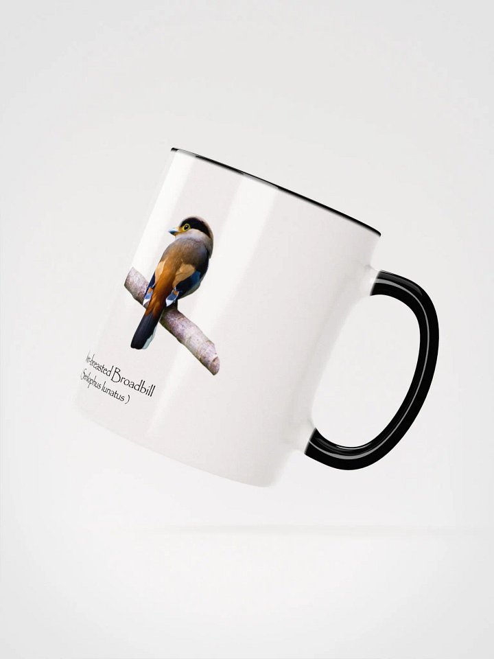 Silver-breasted Broadbill product image (12)