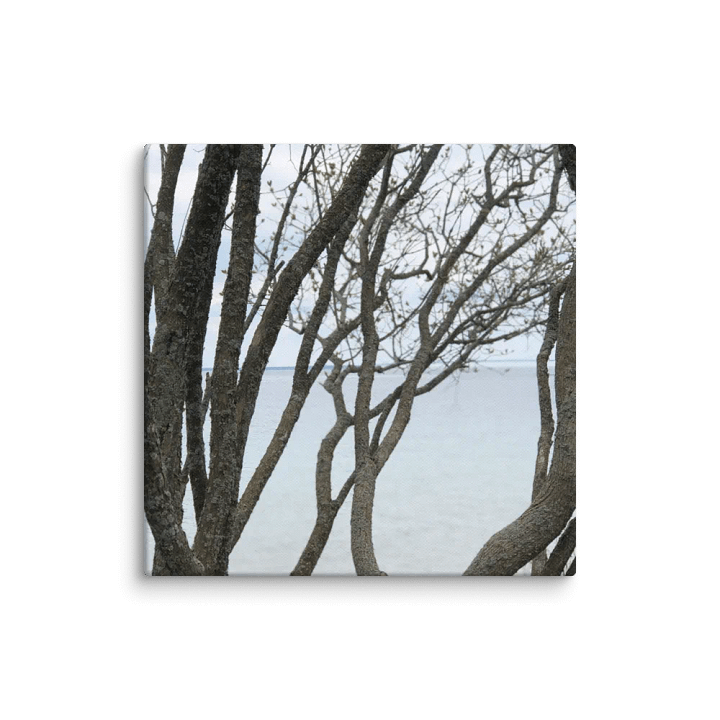 Winding Branches Canvas product image (1)