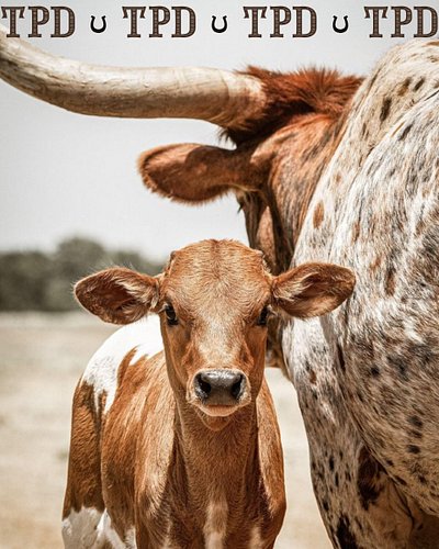 Wild Community. 🤎
It’s more than just a style — it’s a way of seeing the world.
The Wild Ones don’t follow trends, they follo...
