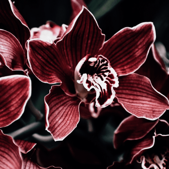 5oz Bewitched Orchid product image (3)