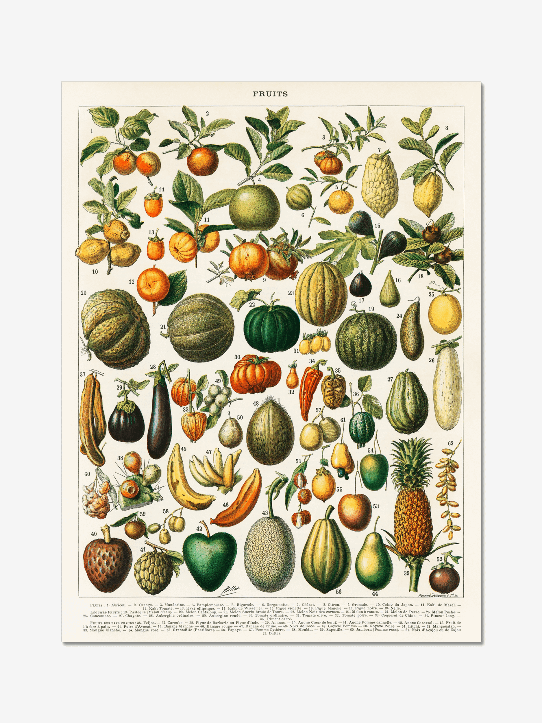 Vintage Fruit Botanical Illustration Poster product image (1)