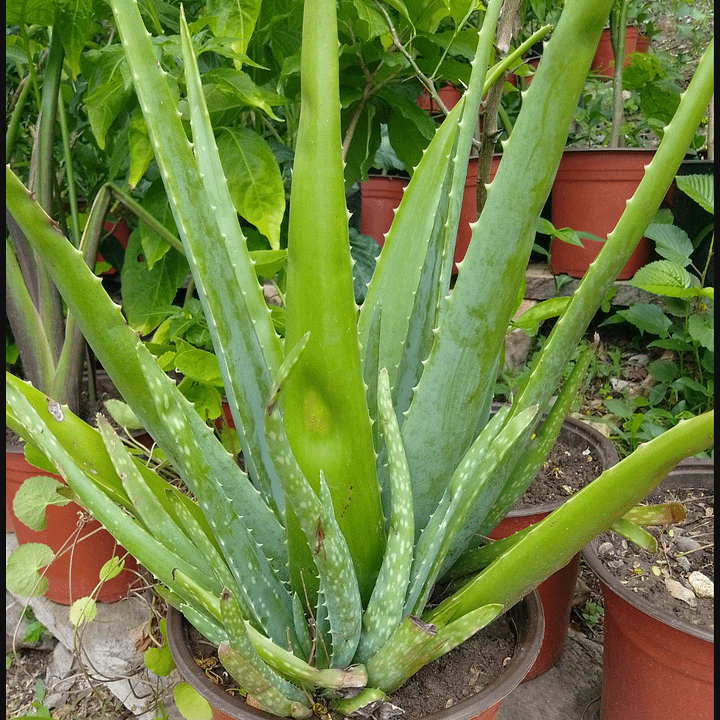 Aloe-vera Plant product image (1)