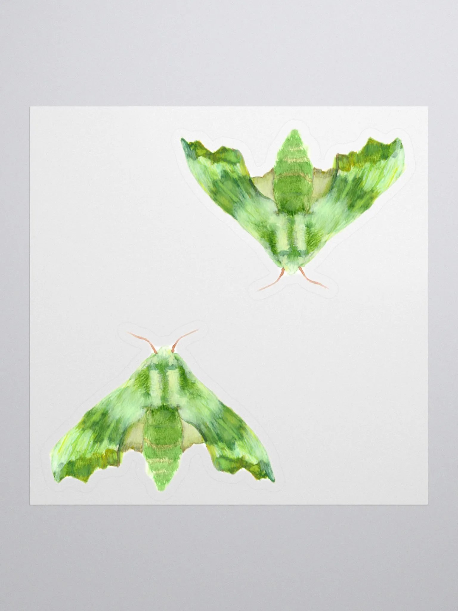 Lime Hawk Moth Sicker (x2) product image (1)