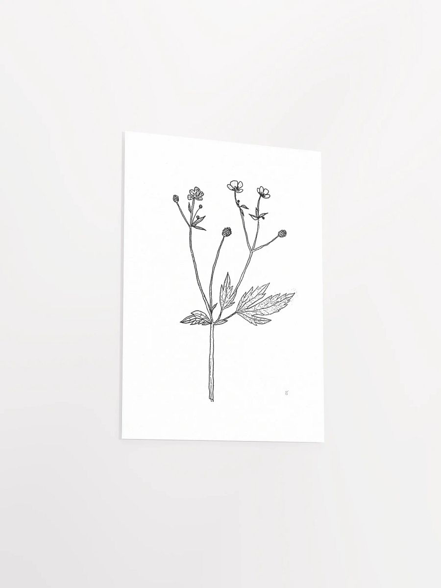 Botanical Beauty Poster - Wild Flowers product image (3)