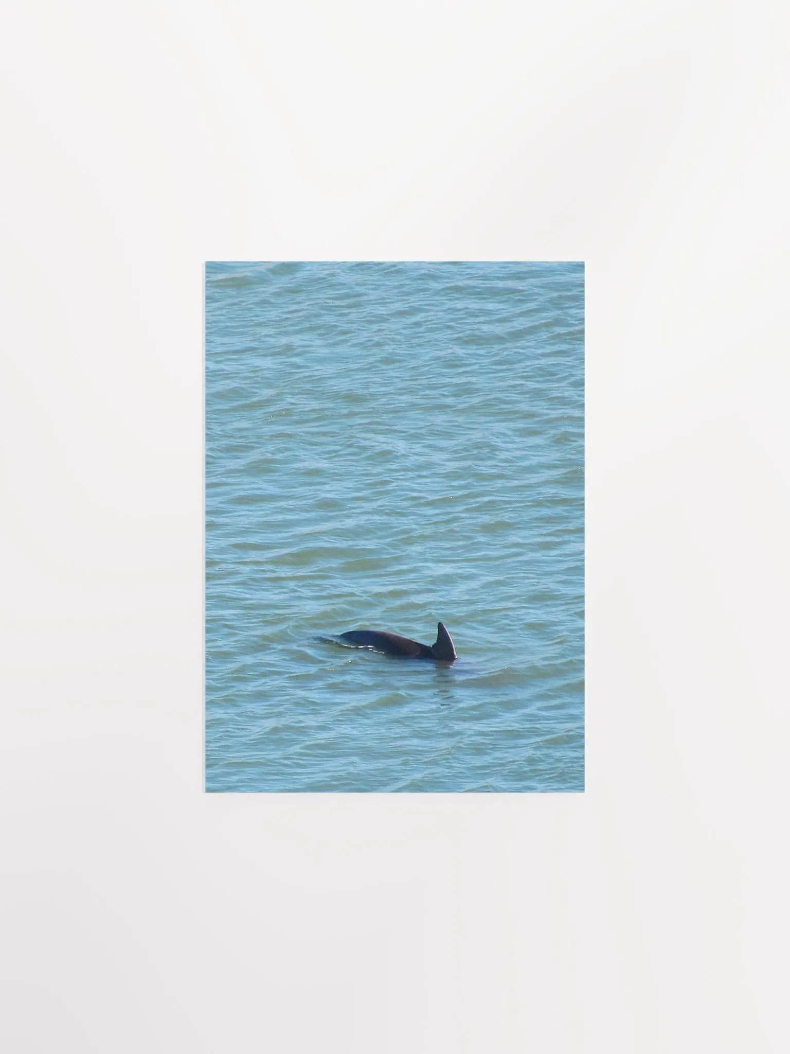 Dolphin Pop-up product image (8)