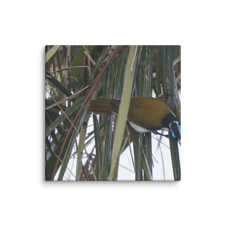 Bird Canvas product image (1)