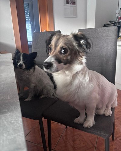 Der Moment, wenn du merkst, dass du nicht mehr der Boss im Haus bist … Sie sitzen am Tisch, warten aufs Menü....
Ich frage mi...