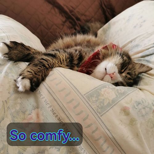Theodore is ready for today's stream... are you comfy too? 
See you for more of The Rover Boys on the Ocean at 3pm NZST
https...