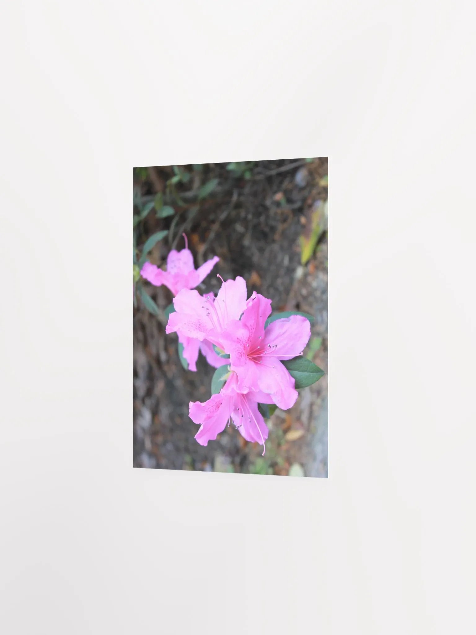 A Study in Flowers 1 product image (14)