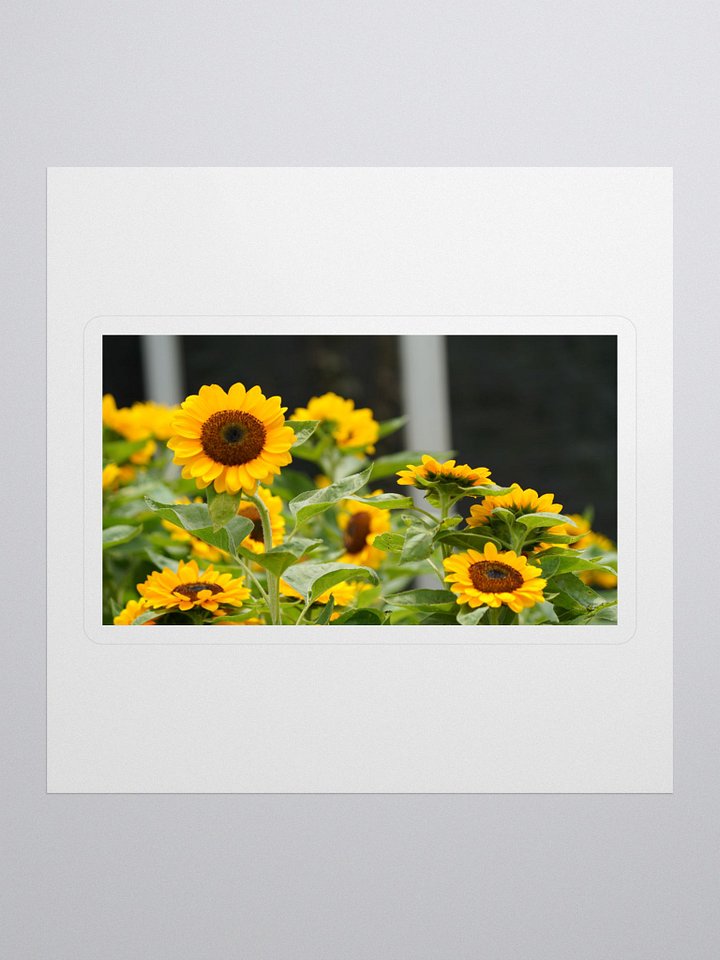 Sunflower Serenade Kiss Cut Stickers product image (1)