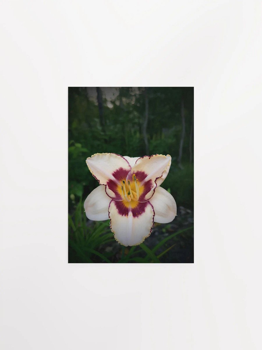 Daylily (Print) product image (5)