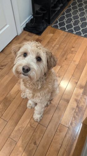 🐾 Why Do Puppies and Dogs Develop Separation Anxiety?

Separation anxiety often develops when dogs form an overly strong atta...