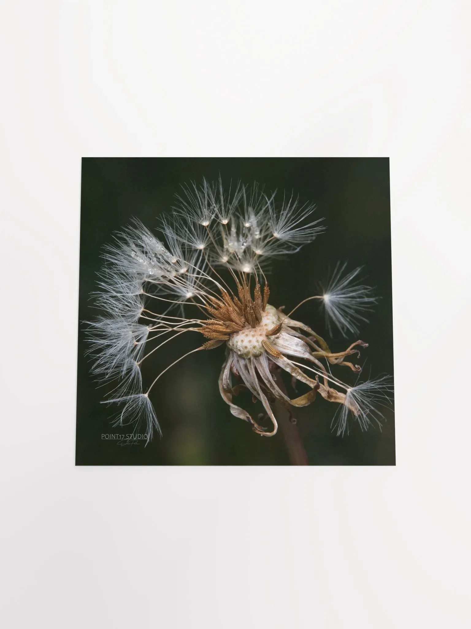 Dandelion #9 - Print product image (12)