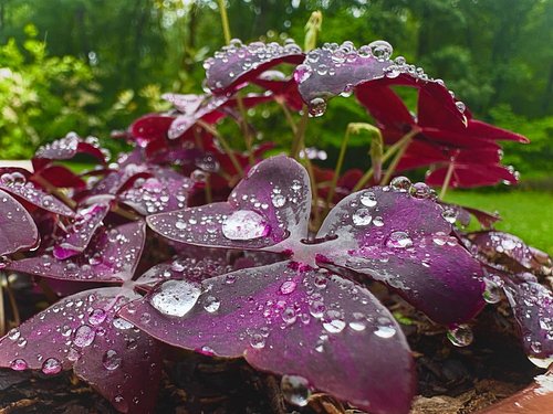 So much rain lately 🌧️
.
.
.
.
.
.
.
.
.
#rain #falseclover #oxalistriangularis #oxalis #photo #nature #garden