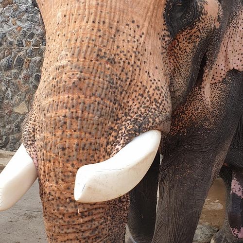 #huahin #elephant #hutsadinelephantfoundation #thailand🇹🇭