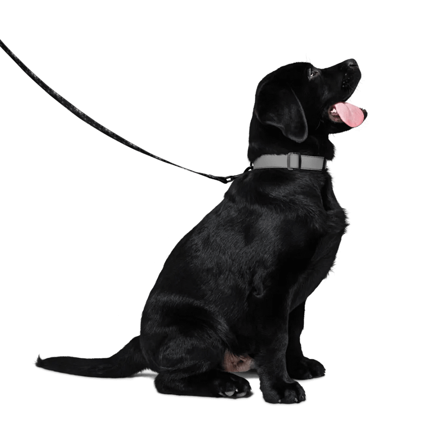 Goth Pattern Leash product image (4)