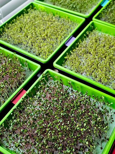🌱 Good morning everyone — here's a quick Microgreen tip for growing using natural light! 

If you're growing microgreens by a...