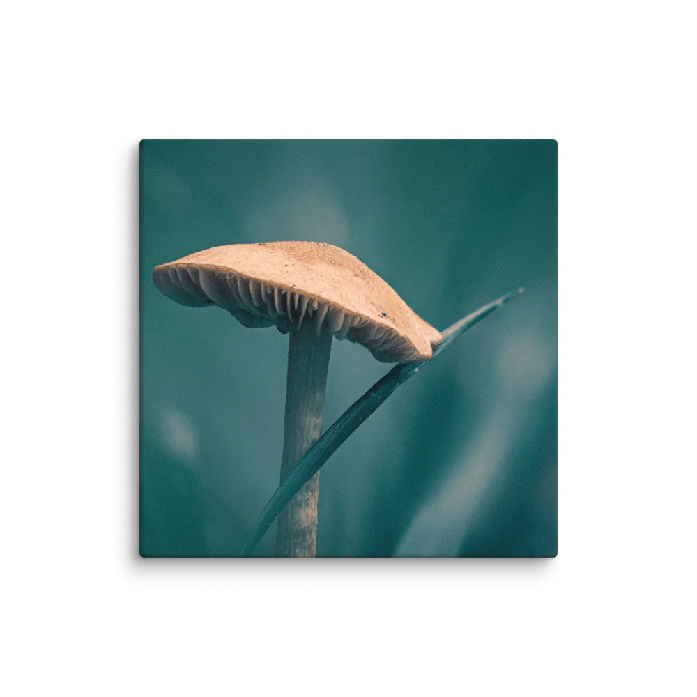 Morning Mushroom product image (30)