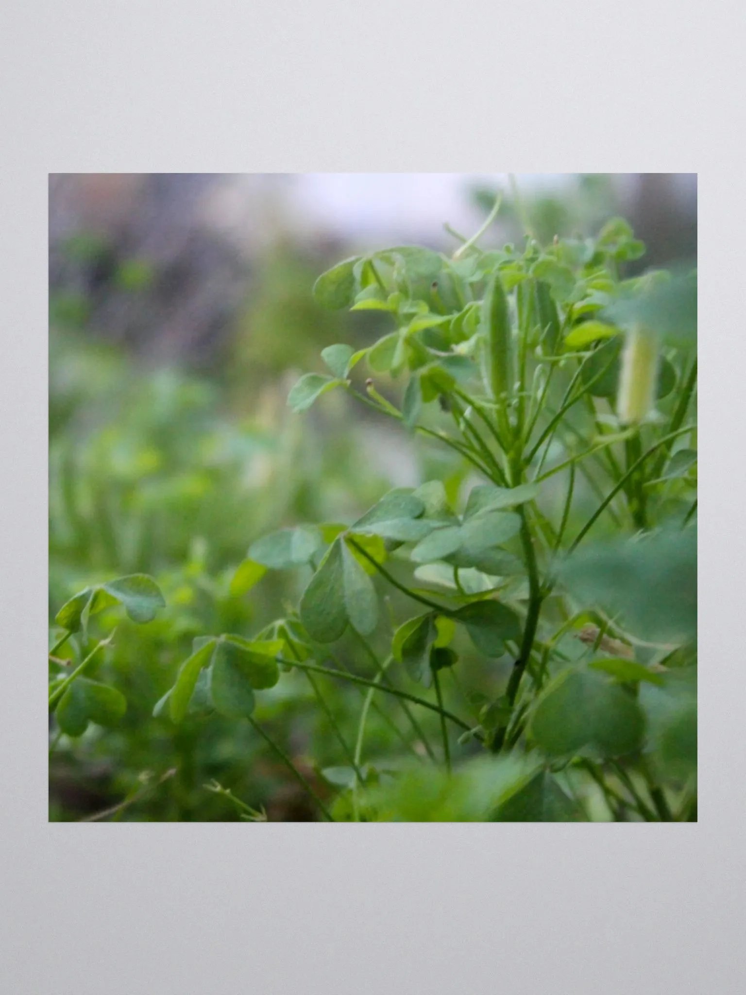 A Study in Flowers 7 - sticker version product image (3)