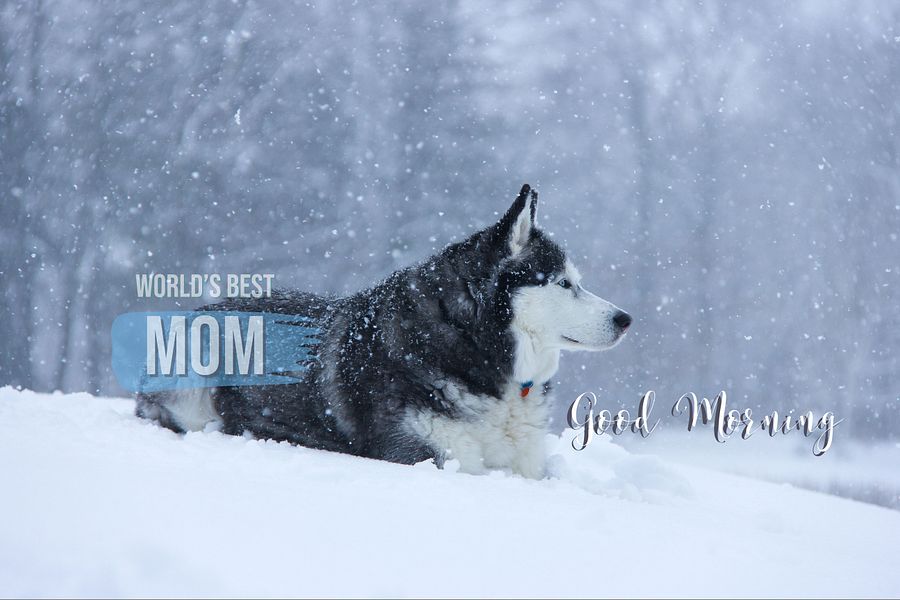 Blue Eye Siberian Husky in the Snow - Color In product image (31)