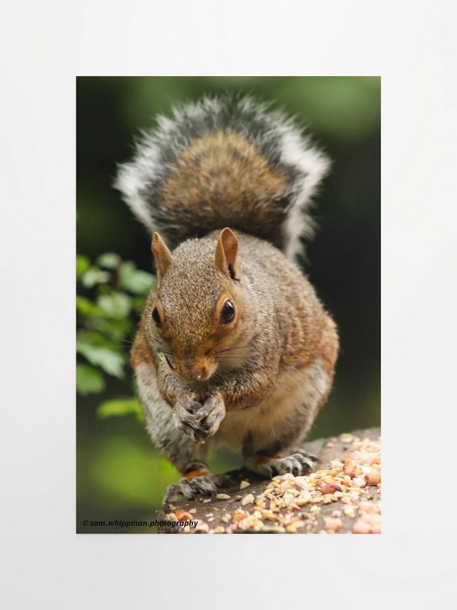 Squirrel Prints product image (11)