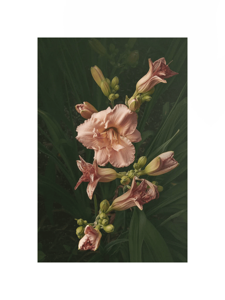 Cascasde of Daylilies product image (1)
