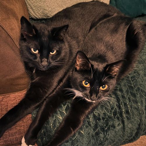 For all my US friends that need cat pics today 🖤