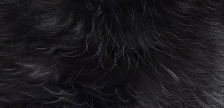 Digital file: Oreo the Labradoodle product image (2)