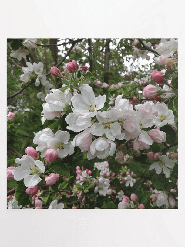 Apple Blossoms I product image (1)