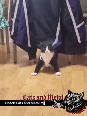 Stay Kittech! Do you like Archspire and what other tech death bands do you listen to?  A part of the merch sales profit goes to support local stray cats and underground bands, thank you! #catsandmetal #archspire #catmemes #metalmemes #technicaldeathmetal